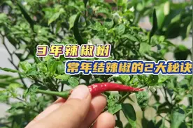 为何3岁的辣椒树能一直开花结辣椒？掌握这2大秘诀就可以轻松实现视频封面