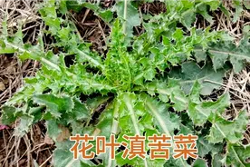 “ 野大烟 ”根泡水喝作用厉害，它的二大用途及方法，值得了解视频封面