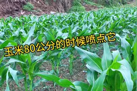 玉米长到80公分的时候，喷点它，杆子粗壮防倒伏，玉米棒子个大视频封面