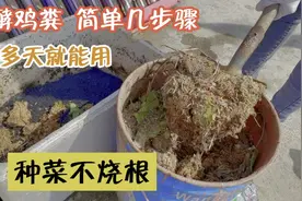 发酵鸡粪简单几步骤，20多天就能用，种菜不烧根，赶紧收藏视频封面