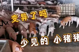 公母一体的小猪，有两头，很是少见视频封面