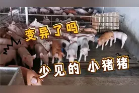 公母一体的小猪，有两头，很是少见视频封面