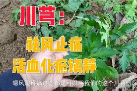 川芎：活血化瘀祛风止痛，在临床上常用的主药，用于气滞血瘀视频封面