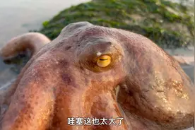 赶海发现十几斤的章鱼哥，真是太激动了太过瘾了估计5个人吃不了视频封面