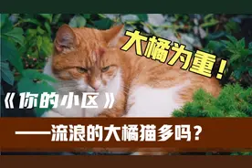 你的小区流浪大橘猫多吗？带你了解干饭王大橘猫，让你怀疑人生视频封面
