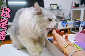 猫咪瘦了，于是主人买了一大箱宠物零食，拆箱看看它爱吃啥！