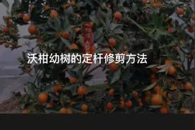 沃柑幼树的定杆修剪方法视频封面