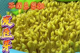 1碗黄豆5天变成一筐豆芽，不用豆芽机，家里有洗菜盆洗菜筐就能做视频封面