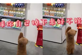 狗狗在宠物商店看到球就不走了，主人快给毛孩子把球买了吧！视频封面