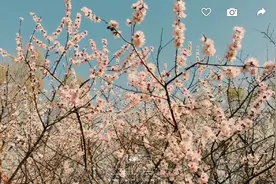 咱临汾的桃花源，你来过吗？视频封面