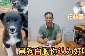 你认为黑狗白胸是好狗吗？告诉相狗师！