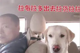 拉布拉多跟随主人去拉货拉拉，体验生活待在车上一整天，不开心！视频封面