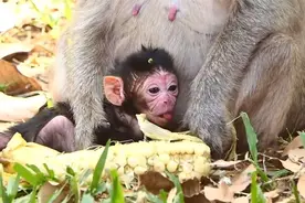 老猴妈老来生崽无力照顾小猴崽，小猴似乎还不会喝奶视频封面