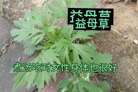 益母草对女性调理月经不调，产后出血，修复子宫有很好的效果视频封面