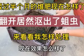 堆肥半月今天来翻堆，发现长了好多蛆虫！来看看我是怎样灭掉它们视频封面