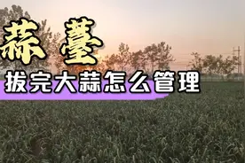 蒜薹拔完之后，大蒜还需不需要浇水施肥，听老四给大家分享视频封面