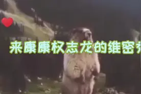 韩娱天花板权志龙的内裤维密秀视频封面