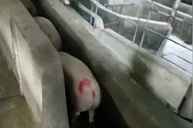 屠宰场猪猪的地狱三，全过程