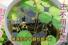 手把手教你怎么建立一个不用过滤的生态鱼缸，也就是古法养鱼～视频封面