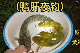 鸭肝鸡肠夜钓鲶鱼黄辣丁饵料配方效果非常好，下雨天野钓黄骨鱼颡视频封面