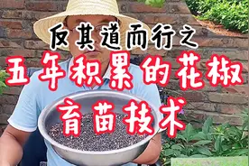 5年经验积累，反其道而行之的花椒育苗法，出苗率惊艳到你视频封面