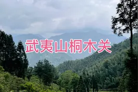 这里是世界红茶发源地，金骏眉一斤要好几千，正山小种性价比很高视频封面