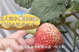 露天草莓种植，第一次种红颜草莓没想到这大个，大家看看正常吗视频封面