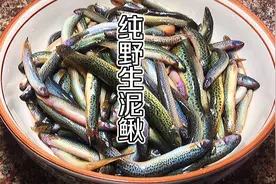纯野生泥鳅一斤30元贵吗？做一道干炸泥鳅，网友却说：太浪费食材视频封面