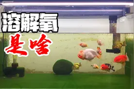 夏季养鱼要勤换水，困水时间不宜过长，通过这三种方式提高溶解氧视频封面