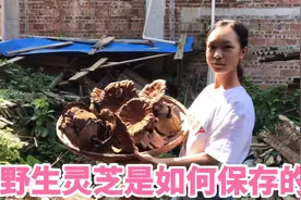 广西大深山野生灵芝如何保存呢？这样做10年都不变质视频封面