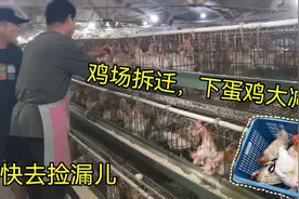养鸡场要拆迁了，下蛋鸡便宜处理，一下买了十多只，太值了视频封面