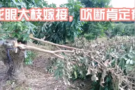 龙眼荔枝大枝嫁接，成活后，遇到风大的天气，多少还是有些断掉的视频封面