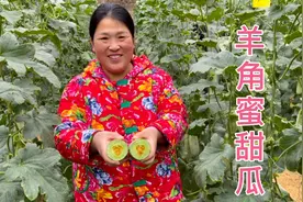头茬羊角蜜甜瓜真甜，老公很轻松就吃掉3个，芳香脆甜，真好吃视频封面