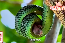 今日分享，可怜的小鸟被大青蛇把他吃掉了大家往下看完，太残忍了视频封面