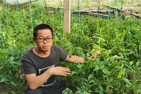 西红柿只开花不结果，仅仅用这样1个办法，保证果实又大又多视频封面