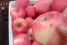 专业果农教你如何去挑选一个最好吃的苹果，一通百通这个方法通用视频封面