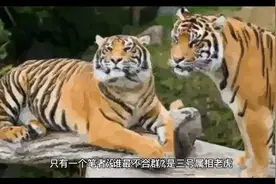 十二生肖哪个最不合群？视频封面