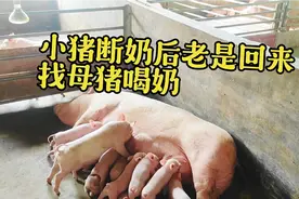 小猪断奶后，老是回来找母猪喝奶，每天都如此拦都拦不住，这咋整视频封面