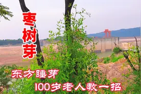 “枣树芽”泡水厉害了，人称东方睡芽，99岁奶奶教我一招！