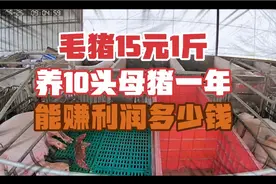毛猪15元1斤养10头母猪一年能赚利润多少？视频封面
