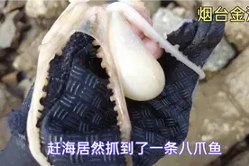烟台金沙滩赶海成功，收获海蛎蛤蜊辣螺海星，还有一条八爪鱼。视频封面