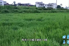 三毛在这片荒田下11个自制瓶笼逮黄鳝，第一个竟然有五条鳝鱼视频封面
