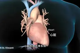 心脏为什么一直在跳动，3D演示。。视频封面