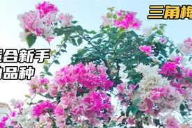 新手花友纠结入哪个三角梅品种？给你推荐四款，款款勤花颜值高视频封面