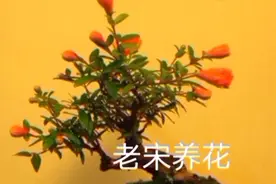 多肉的养护方法与技巧视频封面