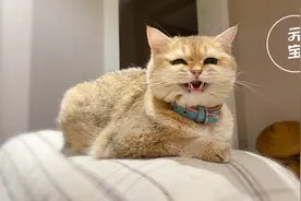 猫咪最神秘的微笑，保证瞬间融化你的心，让世界充满爱。视频封面