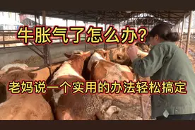 牛胀气了怎么办？老妈说一个实用的办法轻松搞定视频封面