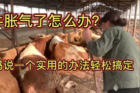 牛胀气了怎么办？老妈说一个实用的办法轻松搞定视频封面