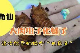 网上买的独角仙幼虫，养了四个多月，终于化蛹了！