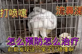 秋季养兔大家需注意，打喷嚏流鼻涕较多，稍不注意可能感染整群视频封面
